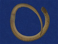 藏品(赤背松柏根)的圖片